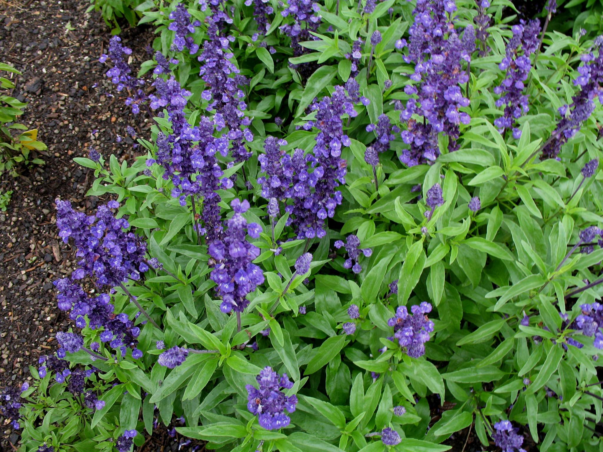 Online Plant Guide Salvia farinacea 'Evolution' / Evolution Blue Sage